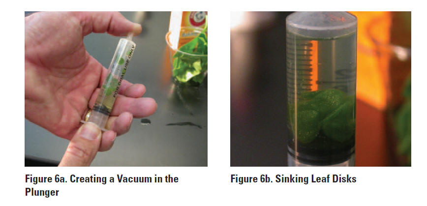 ap-bio-lab-4